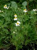 Anthemis cotula